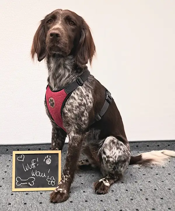 Schulhund Ava